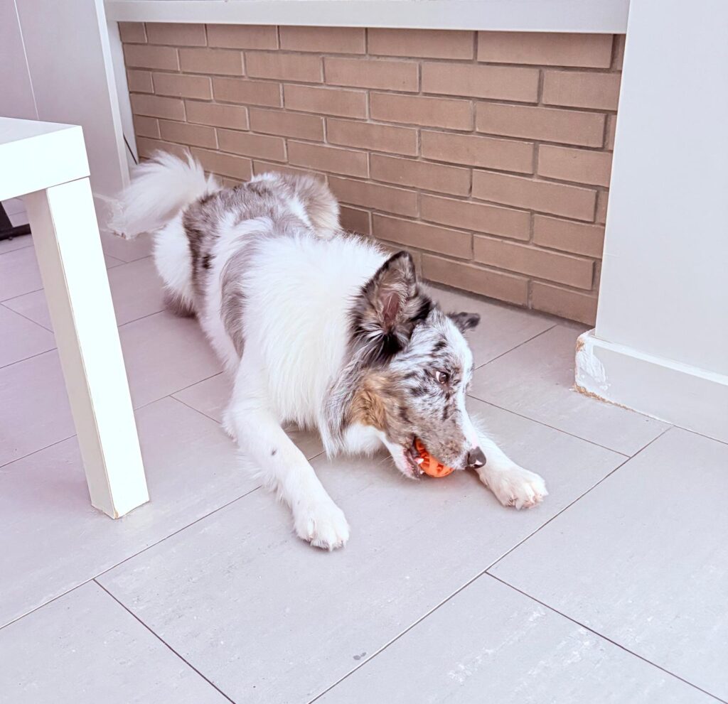 Cómo educar a un cachorro de Border Collie: Método definitivo que realmente funciona juguetes para educar cachorro border collie y estimular su mente