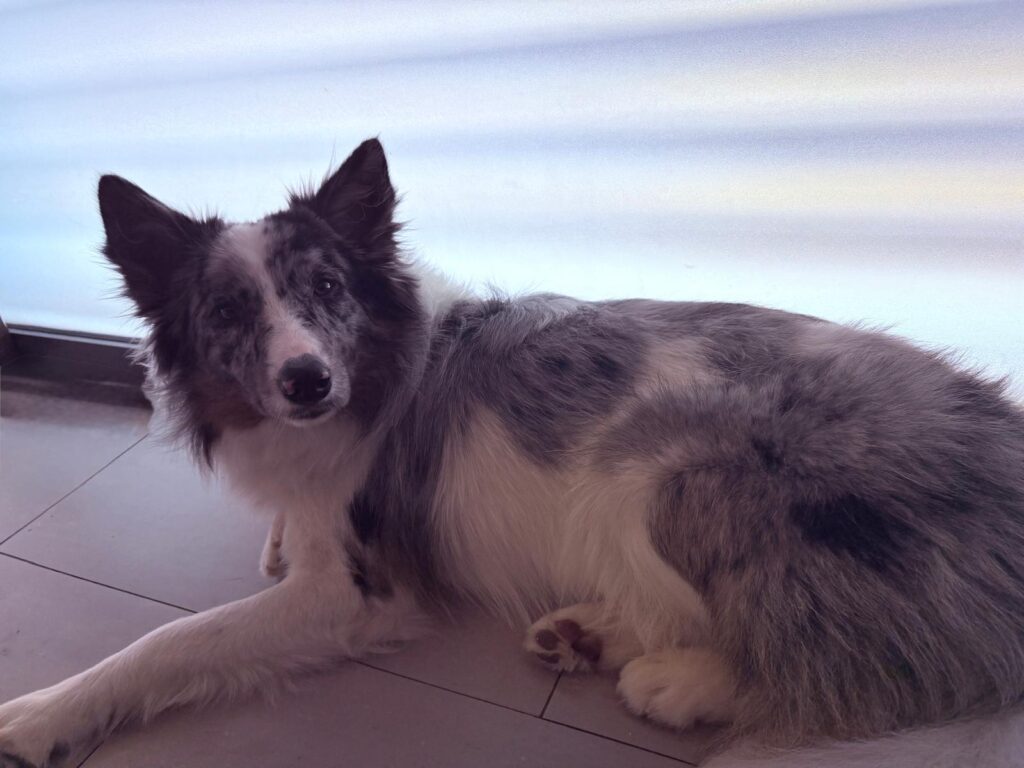 Cómo educar a un cachorro de Border Collie: Método definitivo que realmente funciona cómo educar a un cachorro de border collie