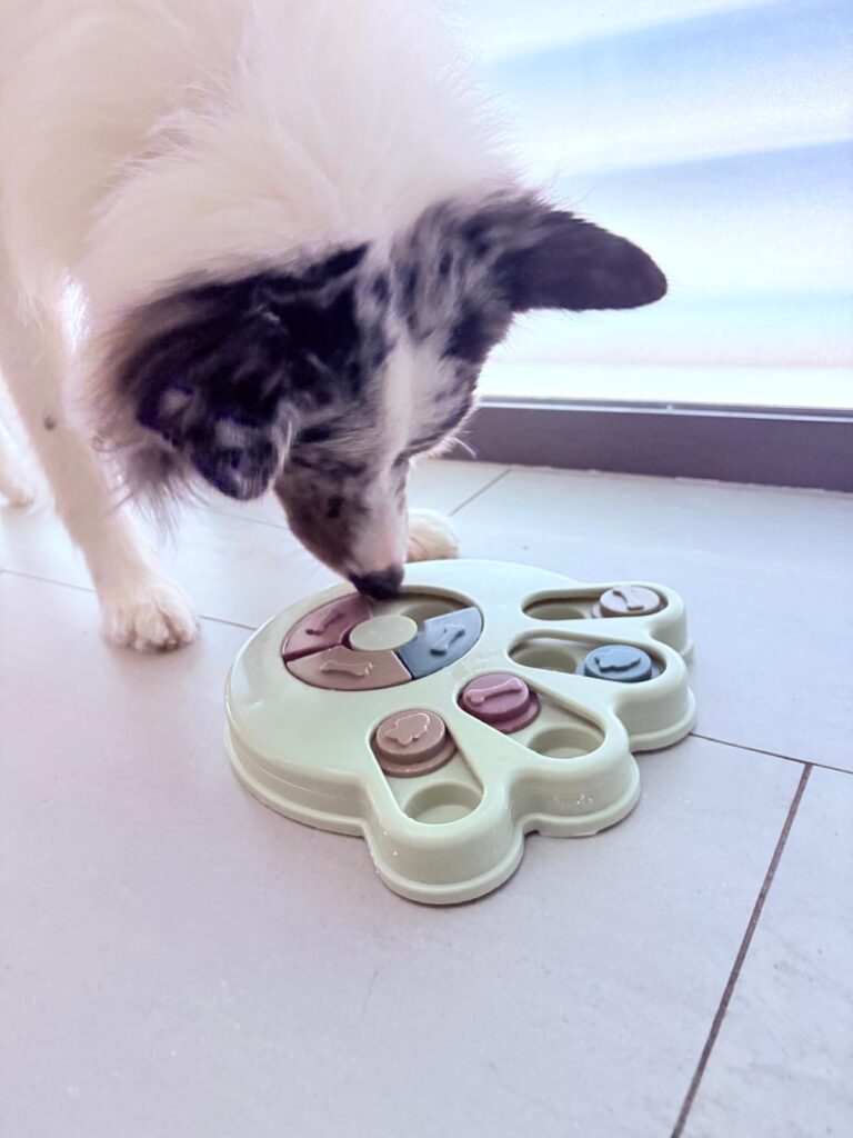 juegos mentales para evitar errores al educar un border collie