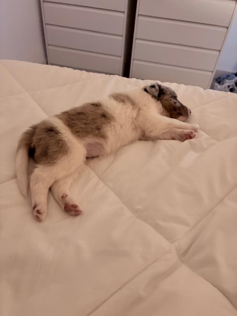 Border Collie cachorro relajado en un piso tras su rutina de ejercicios.