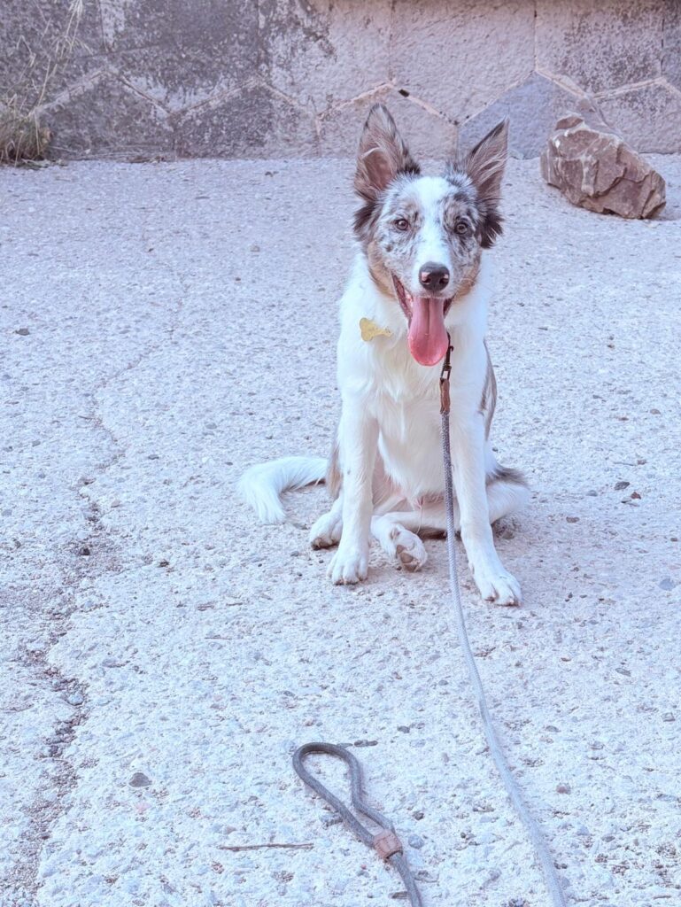 ¿Cuánto ejercicio necesita un Border Collie cachorro? Guía por edades Border Collie cachorro de 5 meses durante su paseo diario.