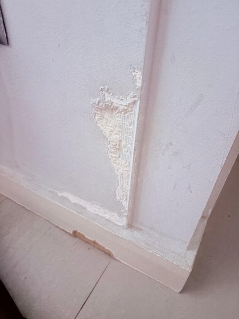 Mi cachorro de border collie muerde todo, en este caso la pared.