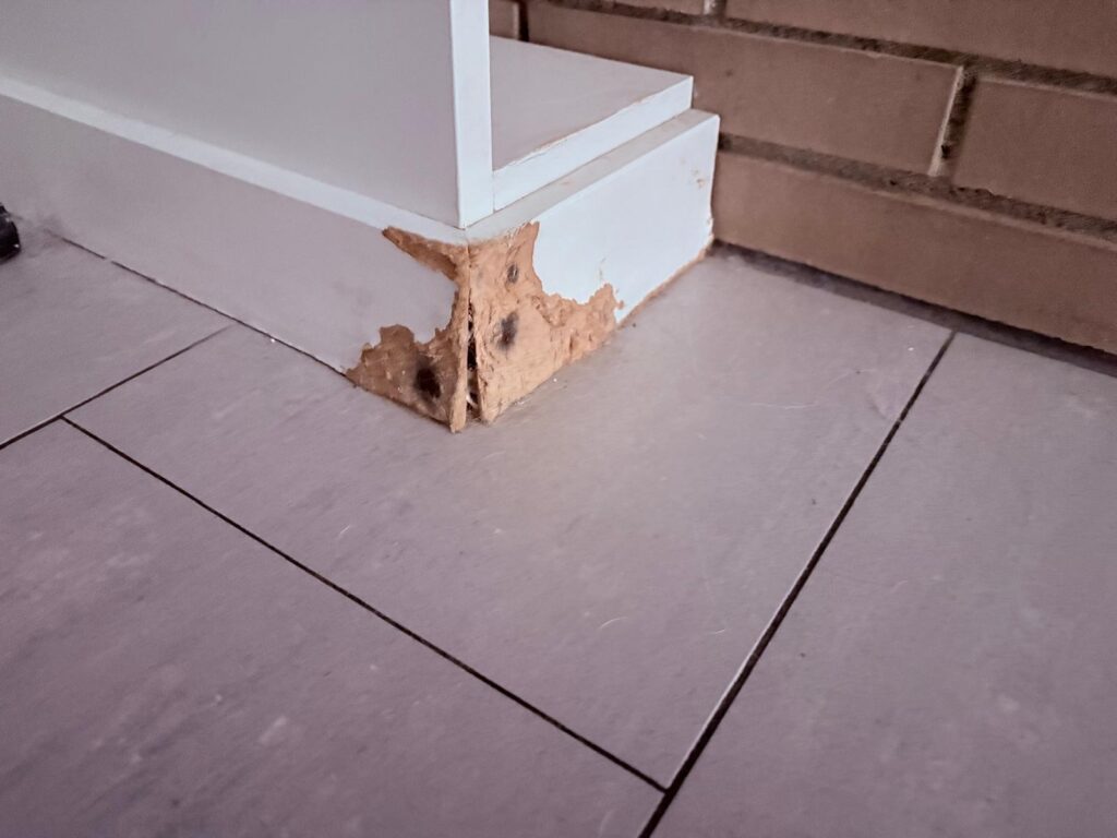 Mi cachorro de border collie muerde todo, en este caso el rodapié.