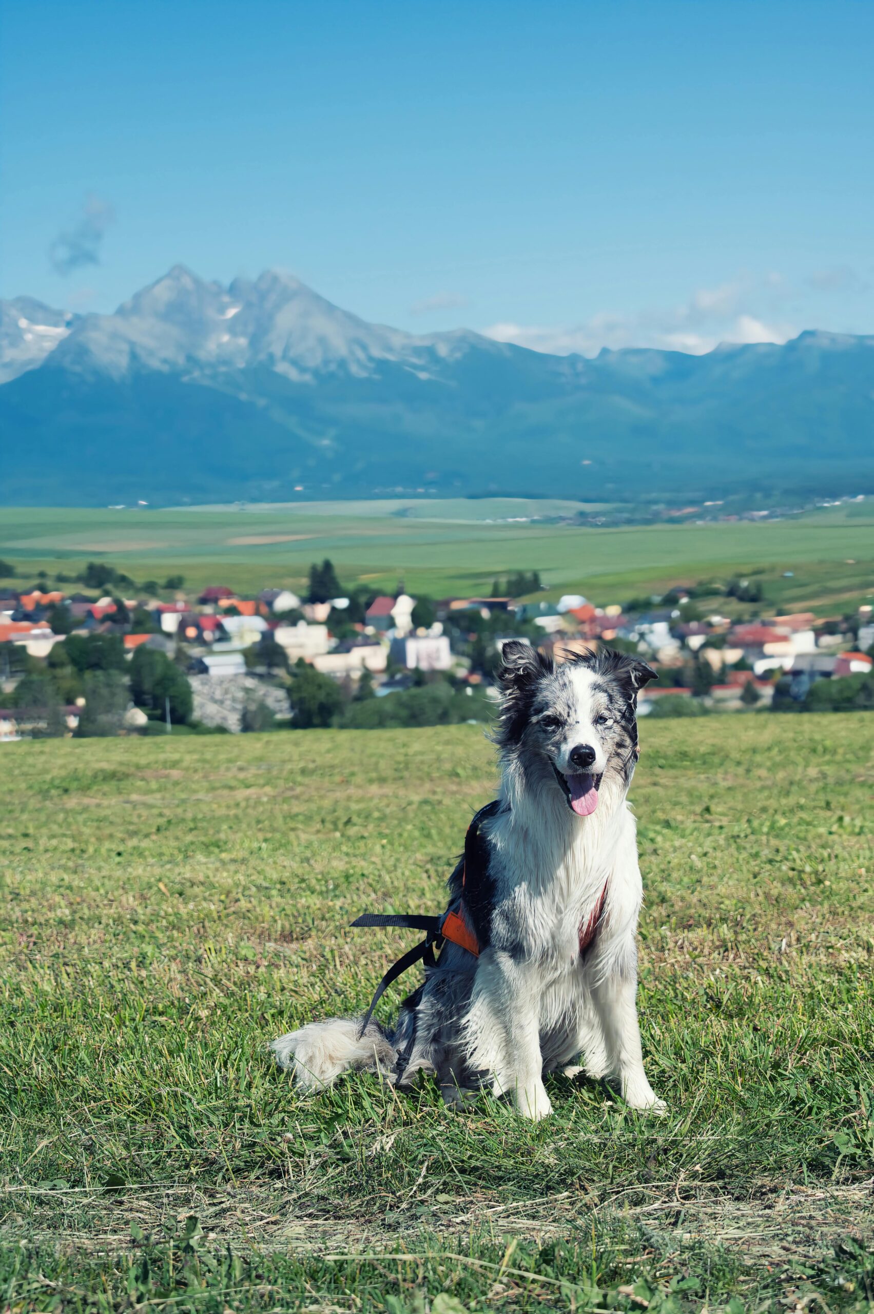 Border Collie Terremoto Cachorro de Border Collie adiestrado