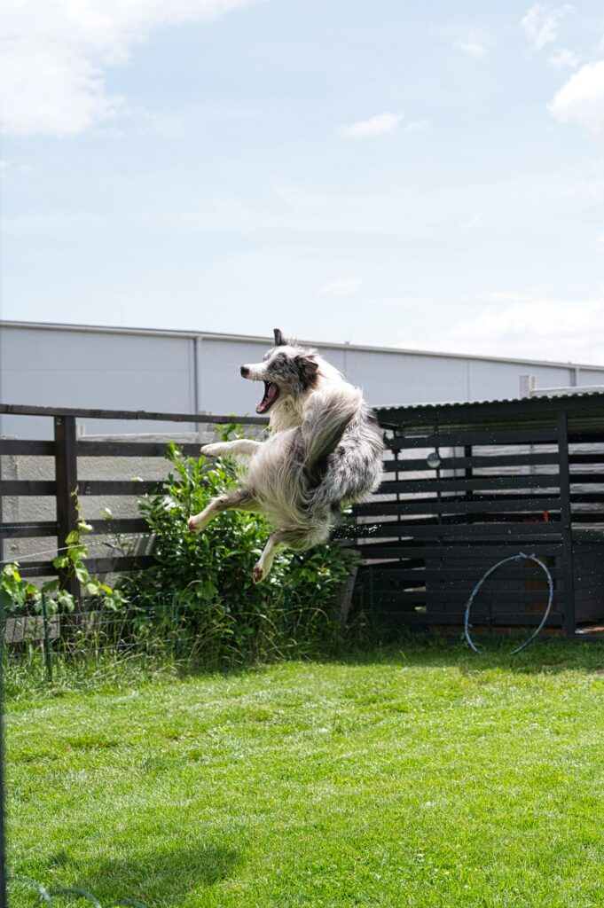 Border Collie Terremoto Border Collie saltando en jardín