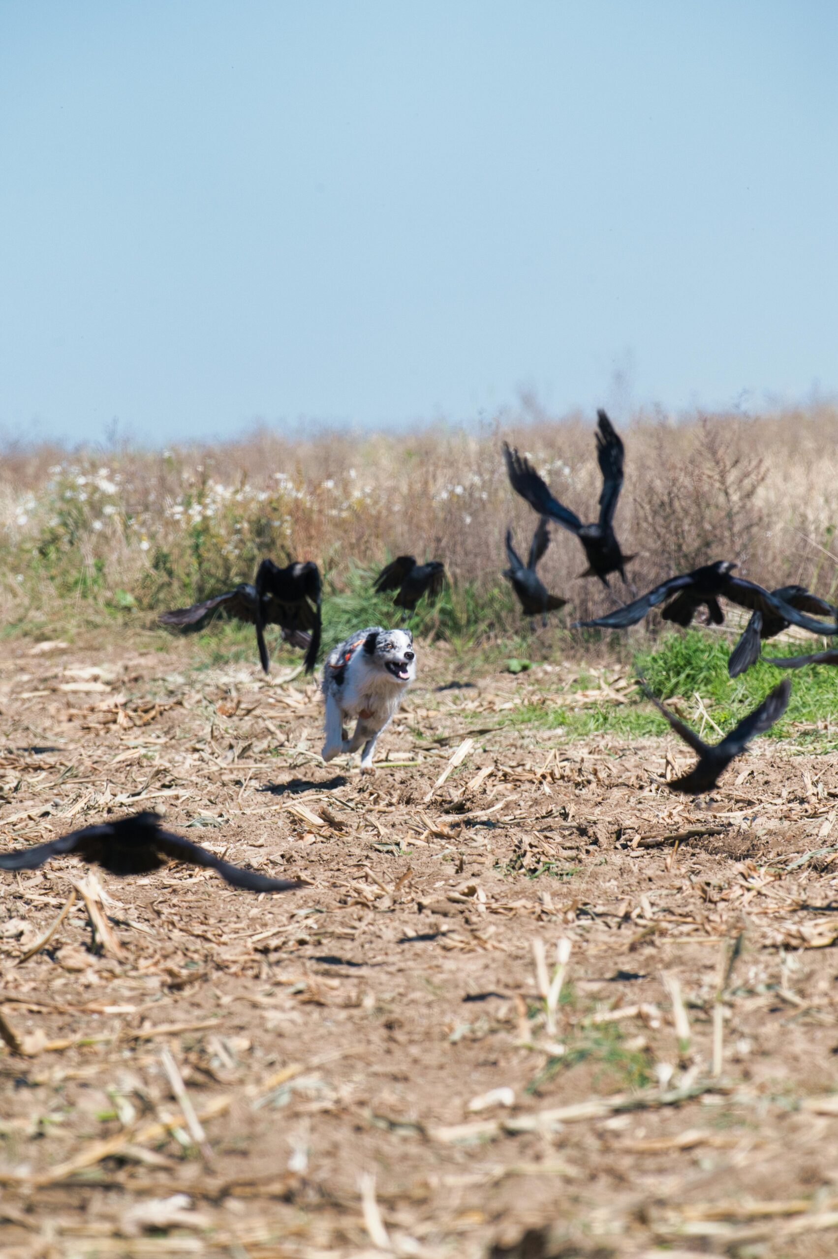 Border Collie Terremoto Border Collie intentando cazar
