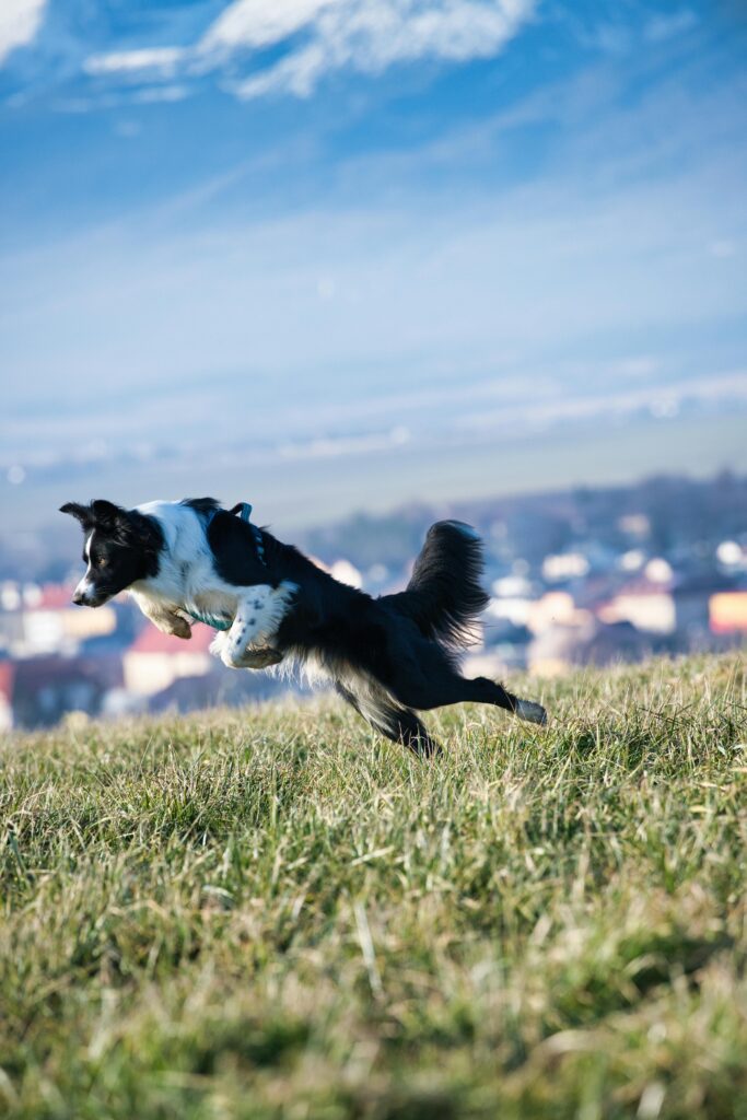 Border Collie cachorro que no para quieto jugando