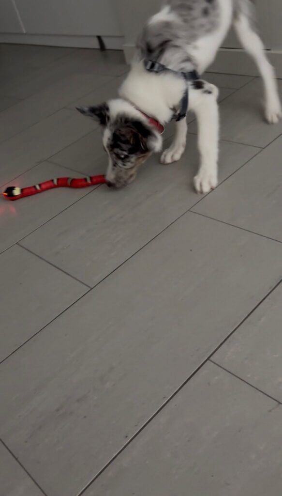 mi cachorro me muerde mucho jugando