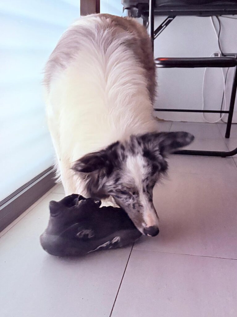 problemas de comportamiento en el border collie