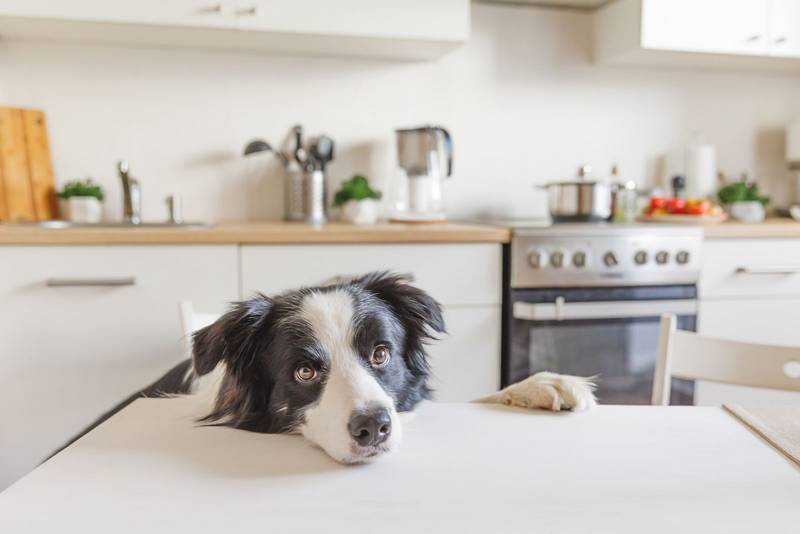 ¿Qué come un cachorro de Border Collie? Mi guía de alimentación y horarios qué come un cachorro de border collie horarios