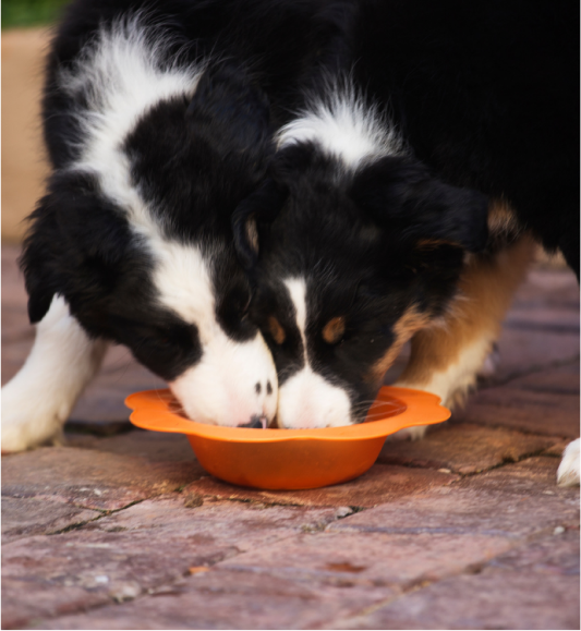 ¿Qué come un cachorro de Border Collie? Mi guía de alimentación y horarios usar comida para entrenar